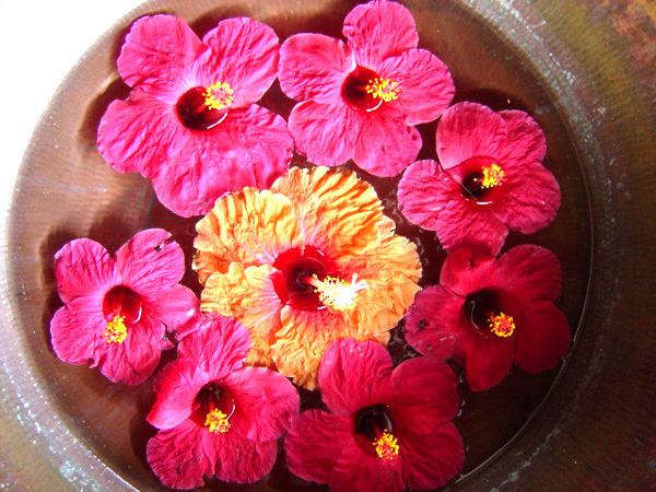 ピンクのハイビスカス 南国の花にはいつも癒されます パシフィックアイランドスキューバハワイでダイビング ハナウマ湾のツアーならpis